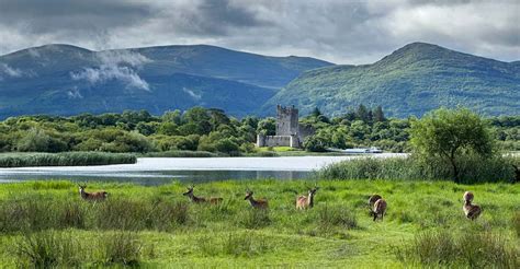 killarney national park ross castle jaunting car  getyourguide