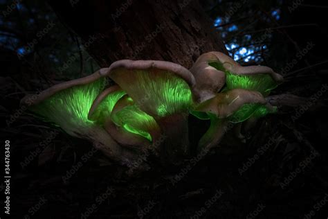 Glow In The Dark Green Bioluminescent Ghost Fungus Omphalotus