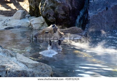 Capybaras Enjoying Hot Spring Stock Photo Shutterstock