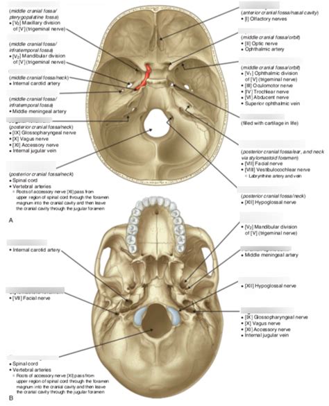 Foramen Diagram | Quizlet