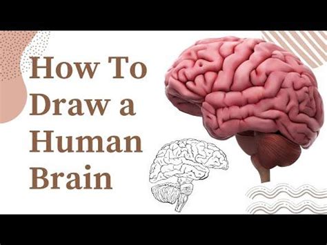 Human Brain 🧠 Diagram| How to draw a human Brain| Biology Diagram
