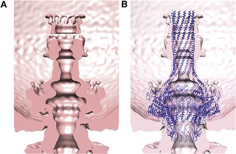 Comparison Of Portal Protein Conformation Found In Mature Virus And