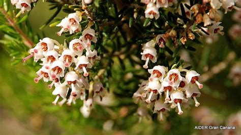 Brezo - Atlas Rural de Gran Canaria