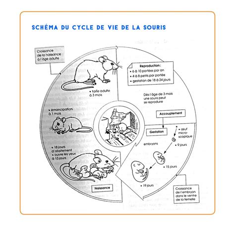 Mag 6 Schémas de cycles de vie Sciences en cadence