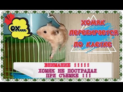 ХОМЯК ПЕРЕБИРАЕТСЯ ПО КЛЕТКЕ БЕЗ СОПРОВОЖДЕНИЯ ...
