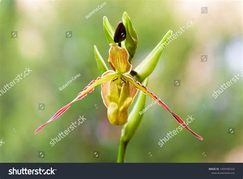 Rothschild Slipper Orchid Over 31 Royalty Free Licensable Stock Photos