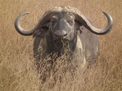Fileafrican Buffalo Syncerus Caffer In Tanzania 4134 Nevit
