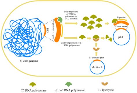 Schematic View Of Four Types Of Li Strains Bl21 Star Rosetta