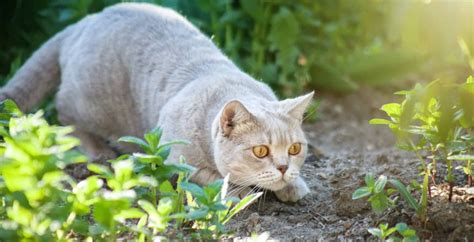 The Science Behind A Cats Hunting Skills How Do They Catch Prey So