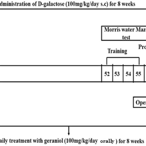 Simple schematic representation of the experimental protocol | Download ...