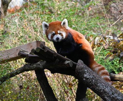 Endangered red panda dies, leaving mate alone at zoo — until now. See ...