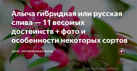 Алыча гибридная или русская слива — 11 весомых достоинств + фото и ...