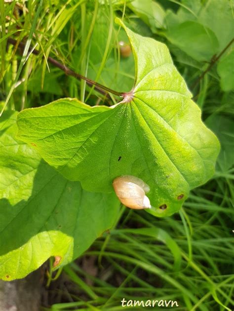 Всё о бегониях и не только...: Диоскорея ниппонская (Dioscorea ...
