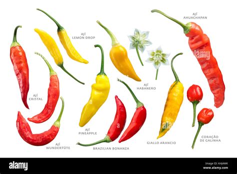 Aji chile peppers (Capsicum baccatum) collection. Clipping paths for ...