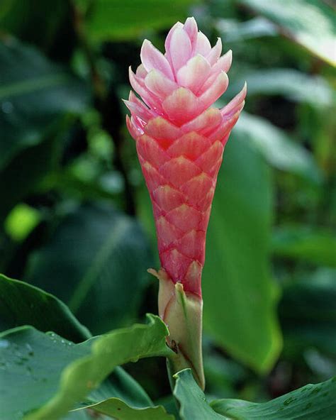 Red Hot Ginger Poster