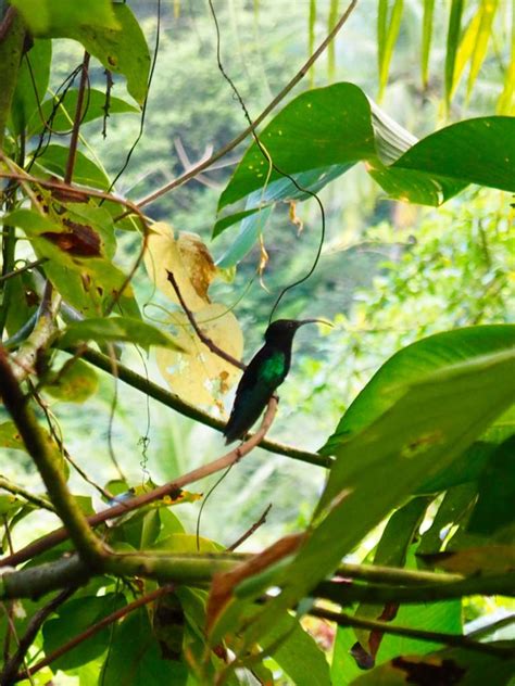 Dominica Hinoki Travels