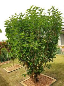 Plant Of The Month For October The Mulberry Tree West Hawaii Today