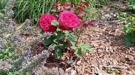 роза Юбилей Лаперье 150 лет Jubile Laperriere 150 ans Франция, 2014 ...