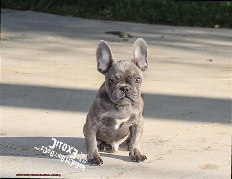 What is considered an exotic French Bulldog? – Allfrbulldogs.com