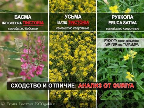 Трава усьма лечебные свойства