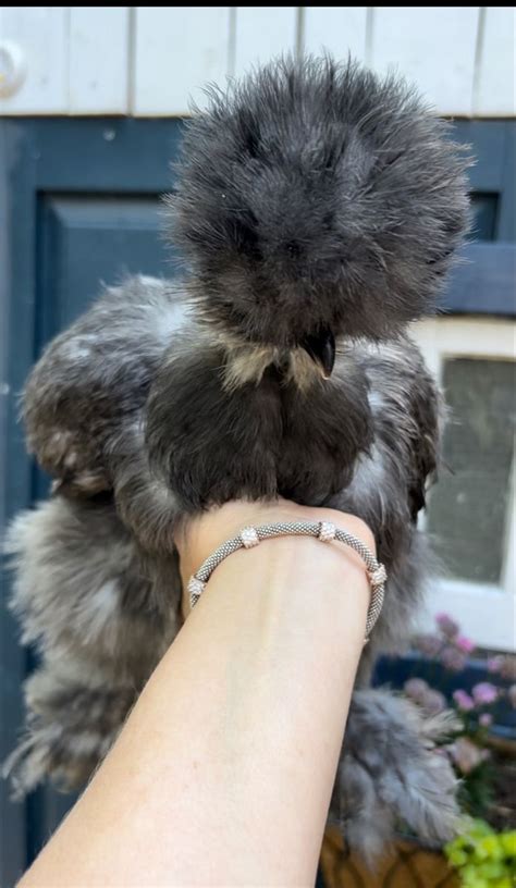 Stunning Blue Naked Neck Silkie Silkies Chicken Lovers Naked