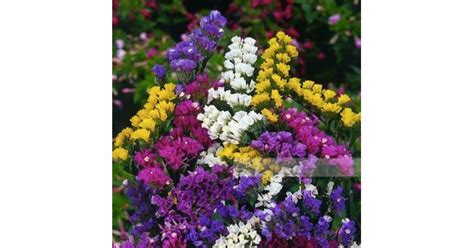 Статица Микс - семена - Drebolii.com