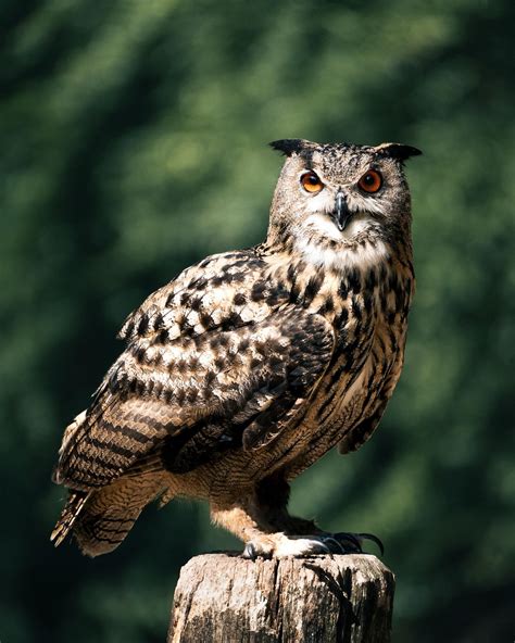 Uhu Owl Bird Free Photo On Pixabay Pixabay