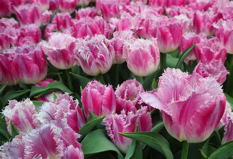 Тюльпан сенсуал тач фото (Большая коллекция фотографий) - artshots.ru