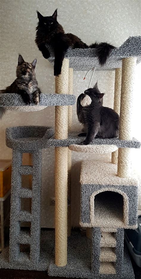 Комплекс для кошек «Проша» — купить в Санкт-Петербурге, Москве, России