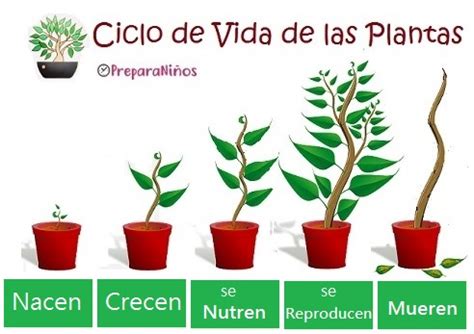 Fichas Para Aprender El Ciclo De Vida De Las Plantas