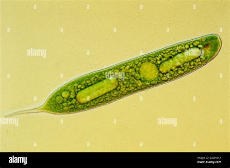 Euglena Protozoan Light Micrograph Of Euglena Sp A Protozoan This