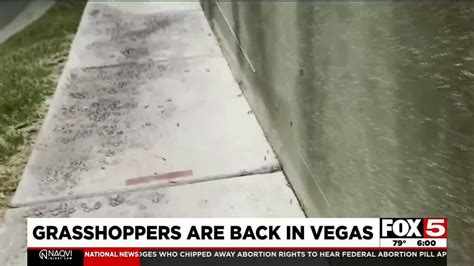 Grasshopper Invasion Once Again In Las Vegas Youtube