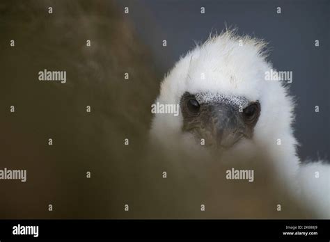 Northern Gannet Morus Bassanus A Single Chick Gives A Curious Look To