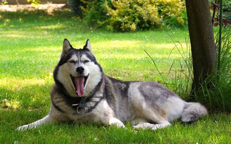 Sleepy Husky wallpaper | animals | Wallpaper Better