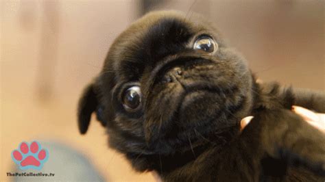 Puggy Wuggy Inu Neko Amino