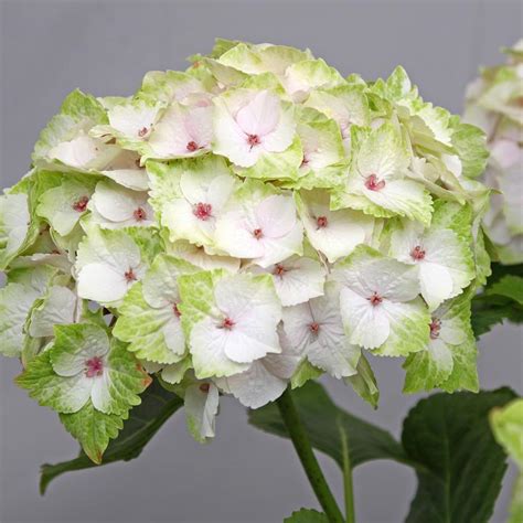 Noblesse Bigleaf Hydrangea Van Wilgen S Garden Center