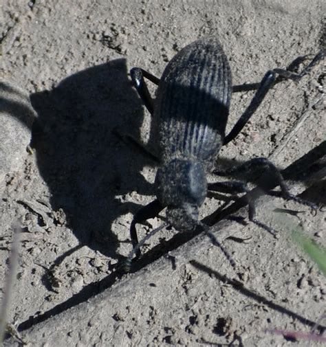 Eleodes Hispilabris From Ada County Id Usa On April At