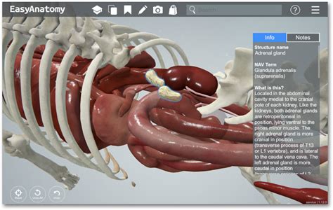 Dog Anatomy Kidney Location Anatomical Charts And Posters