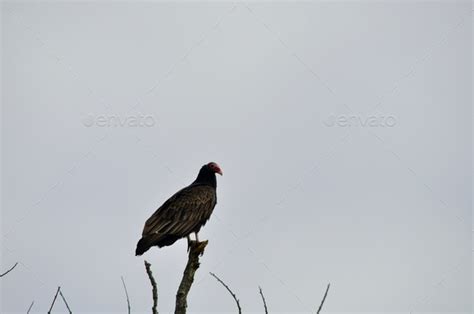 Scavenger Bird Stock Photo By Marisap7 Photodune