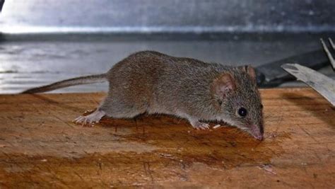 Sex Ist T Dlich F R Beuteltiere Tierwelt Ch Tierwelt