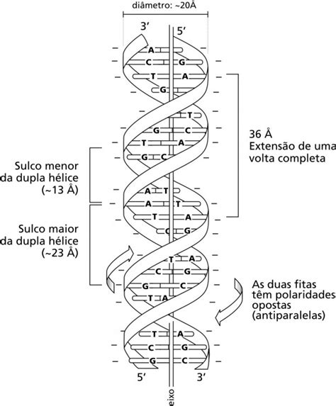 A Dupla H Lice De Dna Em Detalhes Diversas Caracter Sticas Da Mol Cula