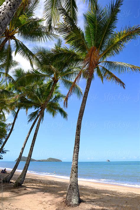 Tropical Palm Trees On Beach By Stocksy Contributor Neal Pritchard