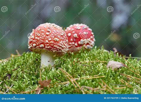 Toadstool Amanita Muscaria In A Forest Stock Image Image Of Outside