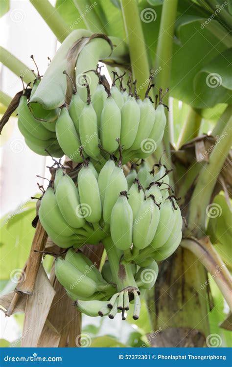 Banana in the jungle stock image. Image of bananas, green - 57372301