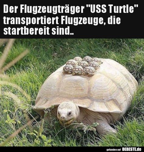 Die 37 besten Ideen zu Lustige schildkröte | lustige schildkröte