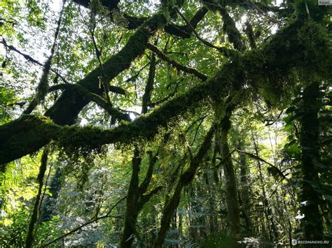 Самшитовый лес Абхазия (96 фото) - 96 фото