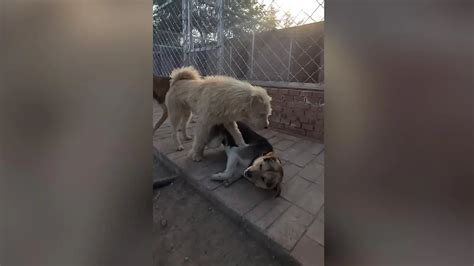 Sex And The City Star Chris Noth Vom Einstigen Sex Symbol Ist Nicht Mehr Viel Brig