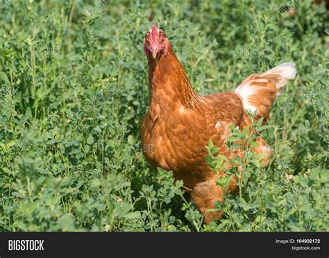 Red Sex Link Chickens Image Photo Free Trial Bigstock