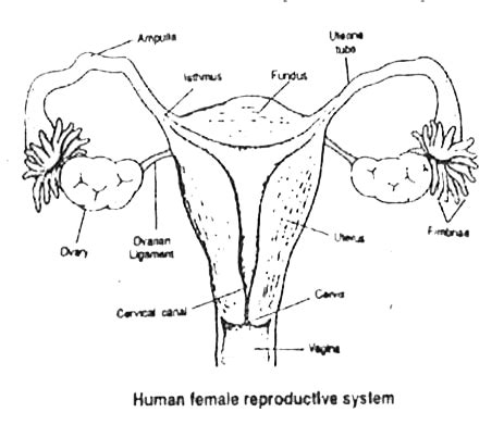 Kannada Solution Draw A Neat Labelled Diagram Of Sectional View Of H