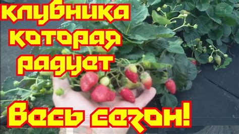 "Сорт клубники, который радует своим вкусом весь сезон!" - YouTube